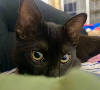 Zdjęcia DakotaShelby Trio of little paws:  4