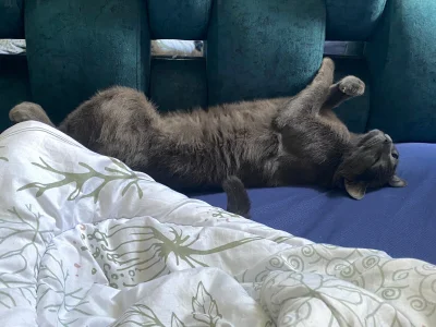 XXXAngella Apolo🐱 Foto
