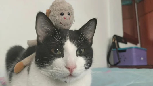 Susa1userma_ Meet my pets Oliver and Dulce🥰 Hình