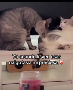 Public od Mellvinn  6 snímek