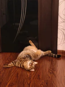Chrissy_Joyful Meet my cats 사진 2