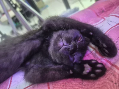 Sarah-Stoner Smokey😻😻😻 Hình 3