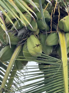 seilyyy Vacation in Dominicana 2025 Pic 6