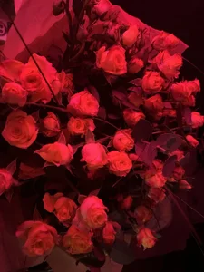 flowers from my favorite fans🌸 de Evelyn_Luxe  5 Imagens