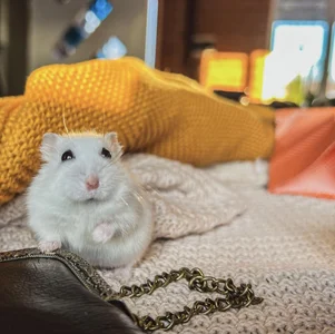 Wendy-Darling My sweetest pets Pic 4