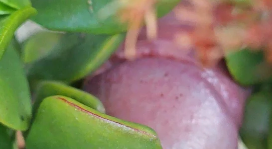 jhonschen's Nudo tra la natura Sex Photo 3