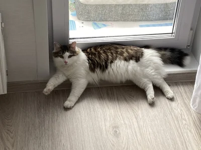 CindyMilのMy kittenの 2枚の写真