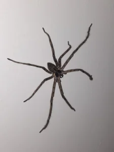 Asexycook4Ubananas I have visitor at room. Pic