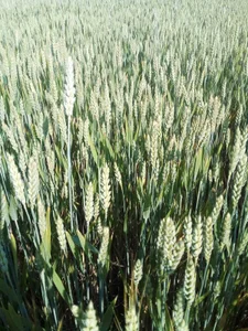 Anita-Smith ⭐️⭐️⭐️⭐️⭐️ Foto