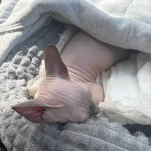 nancy_chancy 🐱 meet Yasya 🐱 зображення 7