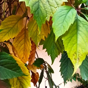 LovelyHelena Autumn in my garden Pic 2