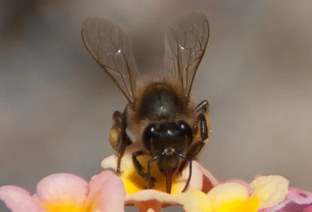 hadeszeuss2のinsectos - insectsの 2枚の写真