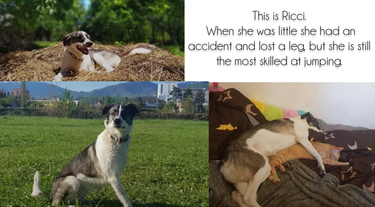 AlecsAndrinaPuppiess Bild 3