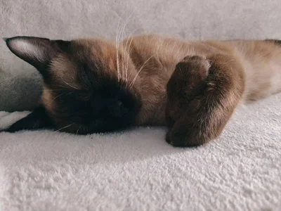 mimibunxo georgie! Foto