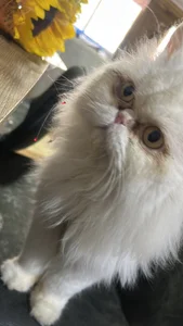 RachelWeisz_ My pets Gambar 7