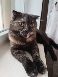 RosieMoons my cat Immagine  3