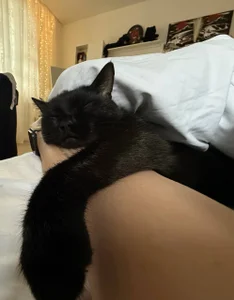 My kitty de royce_ghost1  Imagens