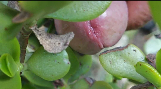 jhonschen's Nudo tra la natura Sex Photo 6