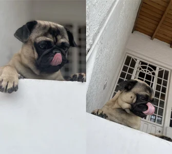 Romeoandjulietta Monkye and luna 🐈‍⬛🐶 Pic 4