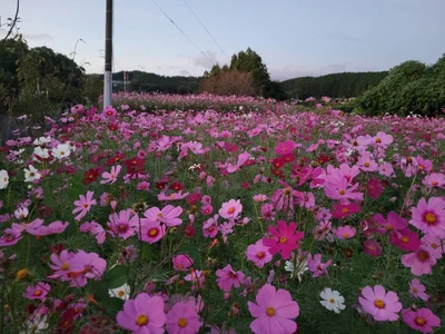 Ryo-jのコスモス🌸Flowerの 3枚の写真