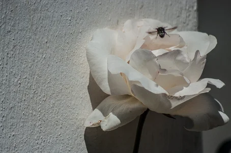 insectos - insects