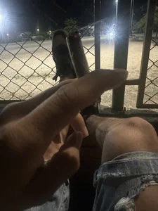 CRAZY-BOY99 Sex 사진 5