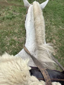 sweetcouple32 kullanıcısının 🌾🐴 albümü -  3 fotoğraf