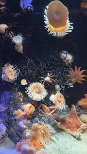 0p-saki-p0 Public صورة واحدة|0p-saki-p0 Public صورتان|0p-saki-p0 Public  4 صور|0p-saki-p0 Public  4 صورة