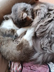 Zdjęcia Naomi_Evermore my cat$ ☜(ﾟヮﾟ☜):  2