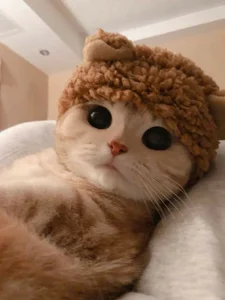 Cartier_G Public 사진 5