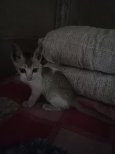 নিউ আমি