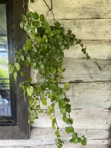 ElectraaJoness 💗  2টি ছবি