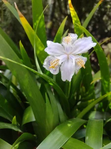 helen_bunnnyx My plants❤️‍ Pic 2