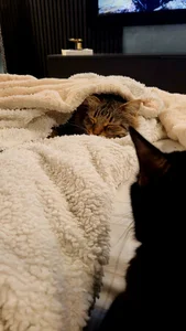 Blondie_Sasha kullanıcısının Cat mom albümü -  7 fotoğraf