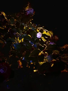 AnnJey MY HOBBY slika 9