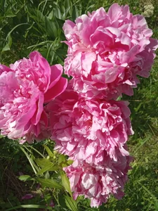 GypsyEsmeralda My love 圖片 2