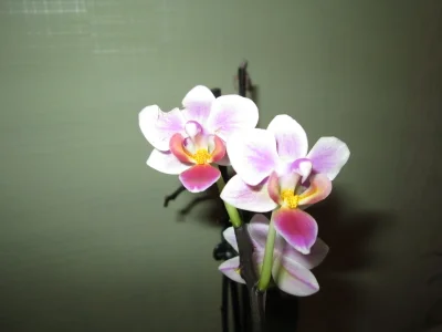 MISSBOOBS: My orchids! ( фото)