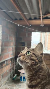 HallowedMilan Public Gambar 2