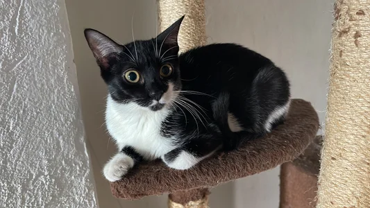 JoselinFlower_ my pets (✿◡‿◡) Immagine  7