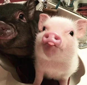 Cartier_G Public зображення 9