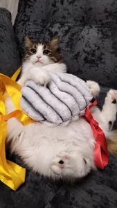 Cute cat, his name is Bernard☺️ de baby_sweet_girl_ Foto 3
