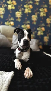 MrrKate My dog Sirius! Pic 5