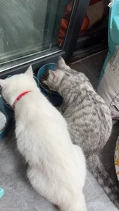 Hot-Coco 你就说萌不萌 Pic