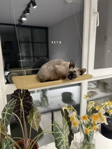 PassionAnn My cats Foto 4