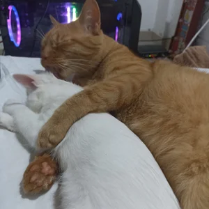 My cats <3