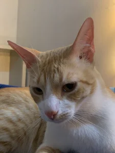 alisson_zafiro_🫰🏻🤍 Bild 3