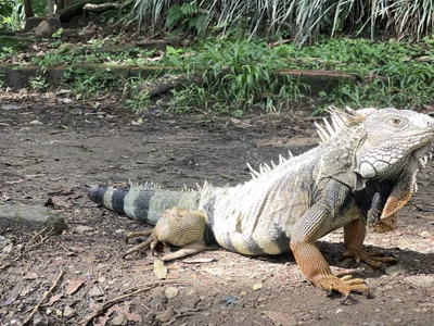 king_hard 💀🤟 Gambar 6