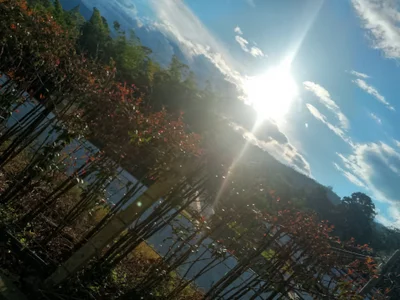 SweetFortuner 🍃 Pic 4