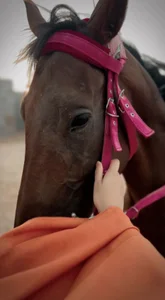 al_anoud Public Bilde 2