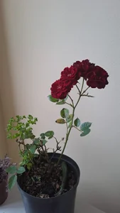 HaathorX Public зображення 6